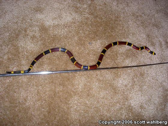 Texas Coralsnake (Micrurus tener)