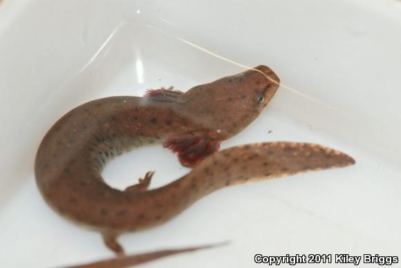 Gulf Coast Waterdog (Necturus beyeri)