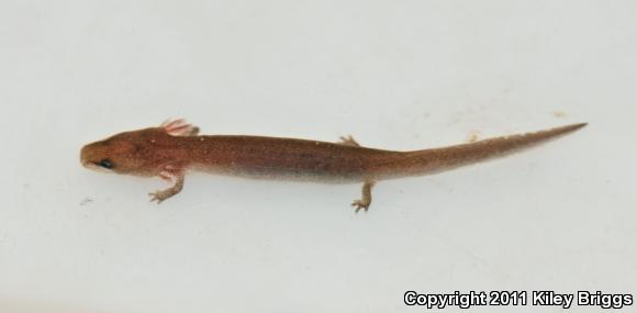 Gulf Coast Waterdog (Necturus beyeri)