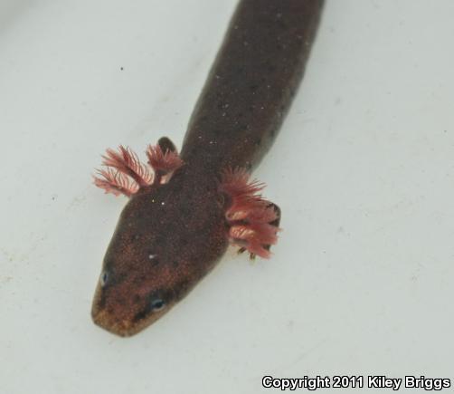 Gulf Coast Waterdog (Necturus beyeri)