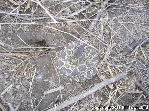 Southern Pacific Rattlesnake (Crotalus oreganus helleri)