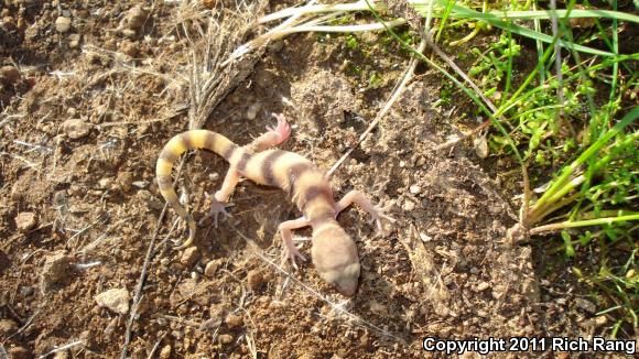 San Diego Banded Gecko (Coleonyx variegatus abbotti)