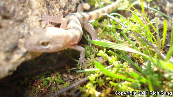 San Diego Banded Gecko (Coleonyx variegatus abbotti)