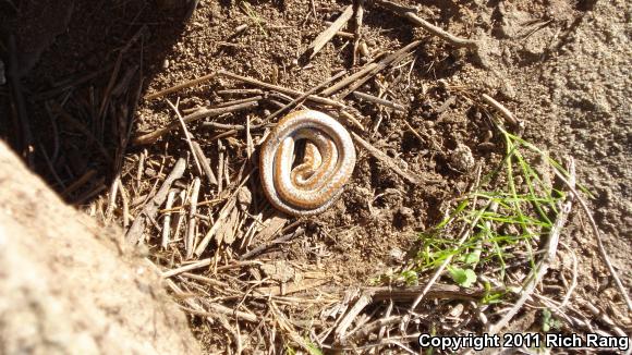 Coastal Rosy Boa (Lichanura trivirgata roseofusca)