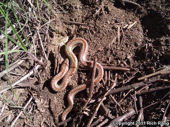 Coastal Rosy Boa (Lichanura trivirgata roseofusca)