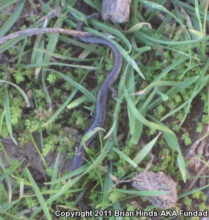 Black-bellied Slender Salamander (Batrachoseps nigriventris)