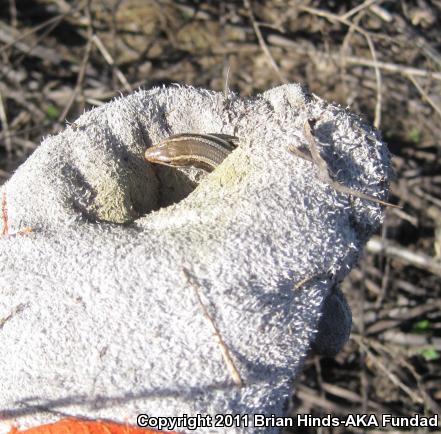 Western Skink (Plestiodon skiltonianus skiltonianus)