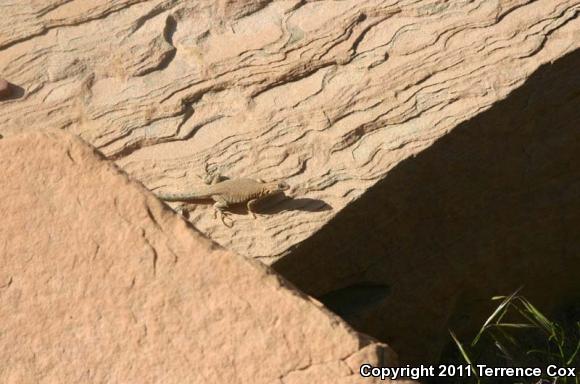 Common Side-blotched Lizard (Uta stansburiana)