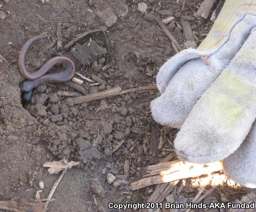 Garden Slender Salamander (Batrachoseps major major)