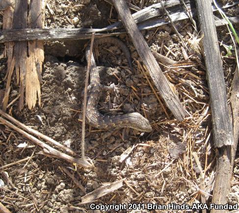 San Diego Alligator Lizard (Elgaria multicarinata webbii)