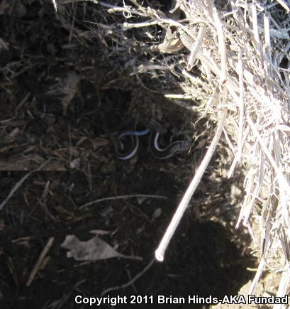 Western Skink (Plestiodon skiltonianus skiltonianus)