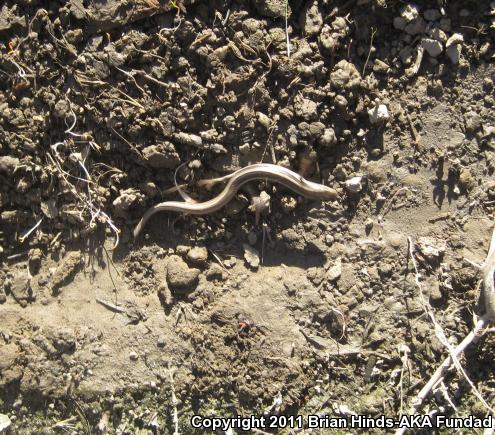 Western Skink (Plestiodon skiltonianus skiltonianus)