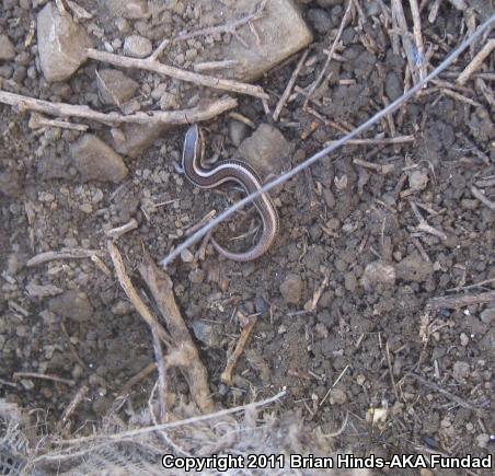 Western Skink (Plestiodon skiltonianus skiltonianus)