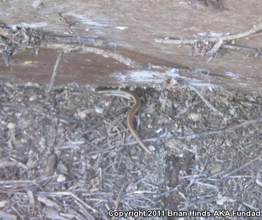 Western Skink (Plestiodon skiltonianus skiltonianus)