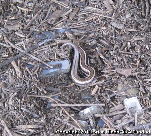 Western Skink (Plestiodon skiltonianus skiltonianus)