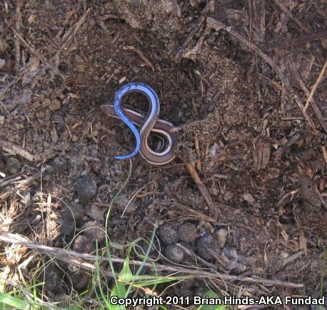 Western Skink (Plestiodon skiltonianus skiltonianus)