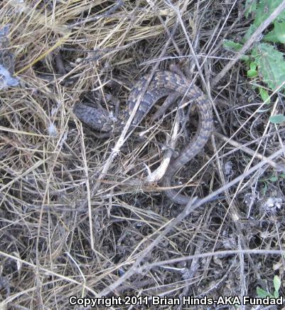 San Diego Alligator Lizard (Elgaria multicarinata webbii)