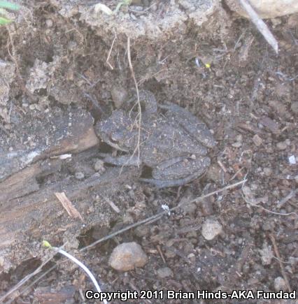 Baja California Treefrog (Pseudacris hypochondriaca)