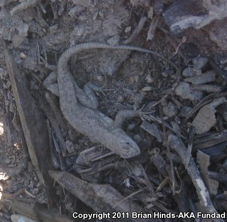 Great Basin Fence Lizard (Sceloporus occidentalis longipes)