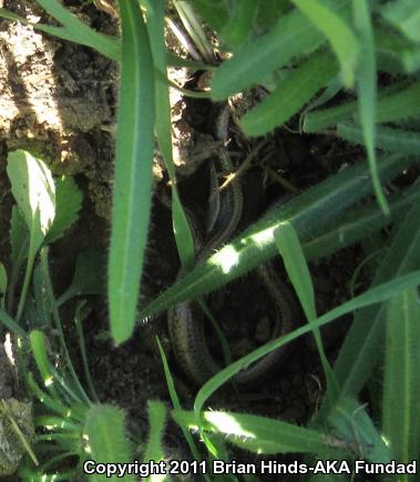 Western Skink (Plestiodon skiltonianus skiltonianus)