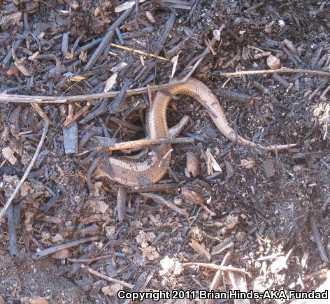 Western Skink (Plestiodon skiltonianus skiltonianus)