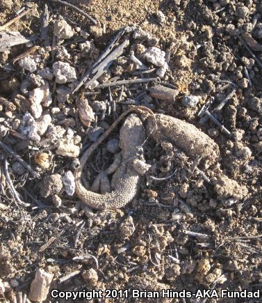 Great Basin Fence Lizard (Sceloporus occidentalis longipes)