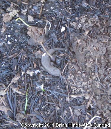 Great Basin Fence Lizard (Sceloporus occidentalis longipes)