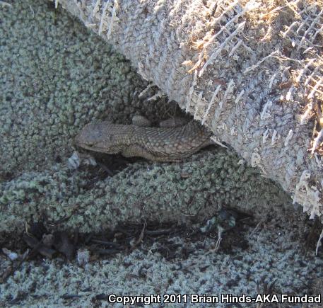 Great Basin Fence Lizard (Sceloporus occidentalis longipes)