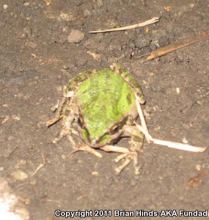 Baja California Treefrog (Pseudacris hypochondriaca)