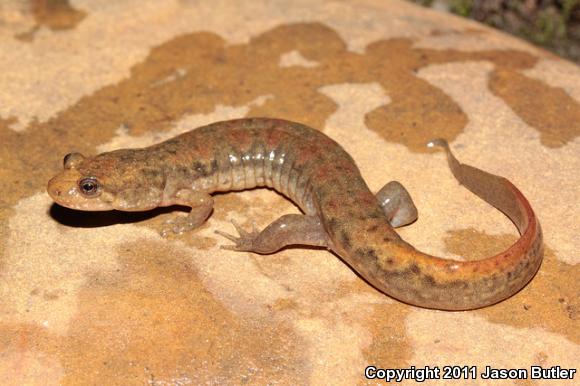 Black Mountain Salamander (Desmognathus welteri)
