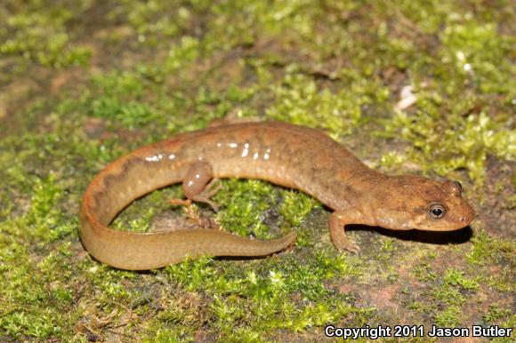 Black Mountain Salamander (Desmognathus welteri)