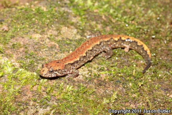 Northern Dusky Salamander (Desmognathus fuscus)