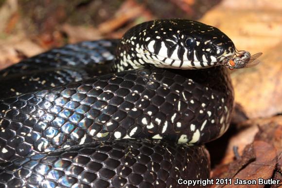 Black Kingsnake (Lampropeltis getula nigra)