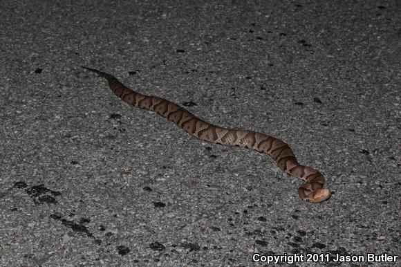 Northern  Copperhead (Agkistrodon contortrix mokasen)