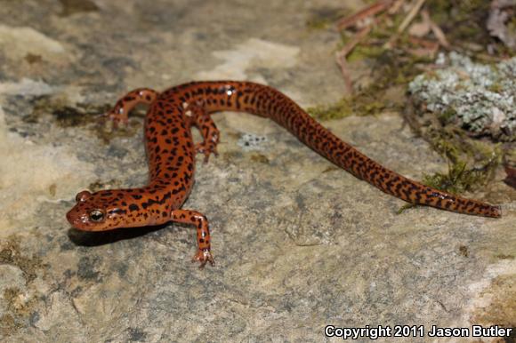 Long-tailed Salamander (Eurycea longicauda longicauda)