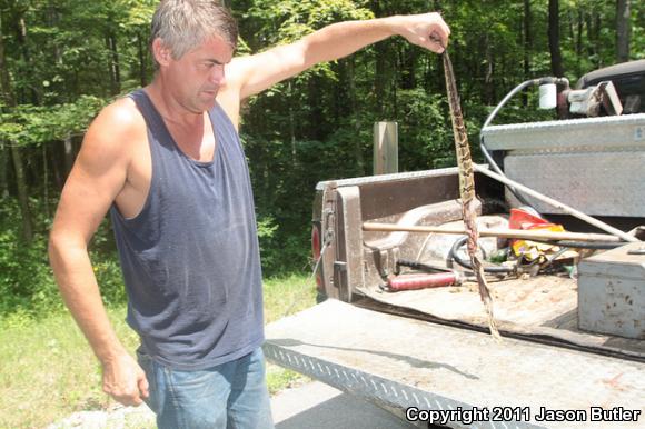 Timber Rattlesnake (Crotalus horridus)