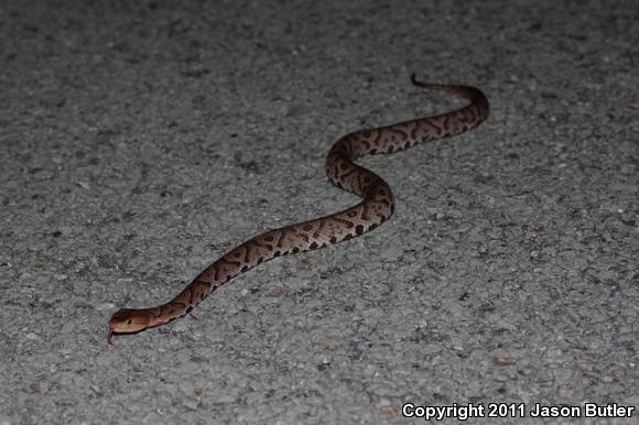 Northern  Copperhead (Agkistrodon contortrix mokasen)