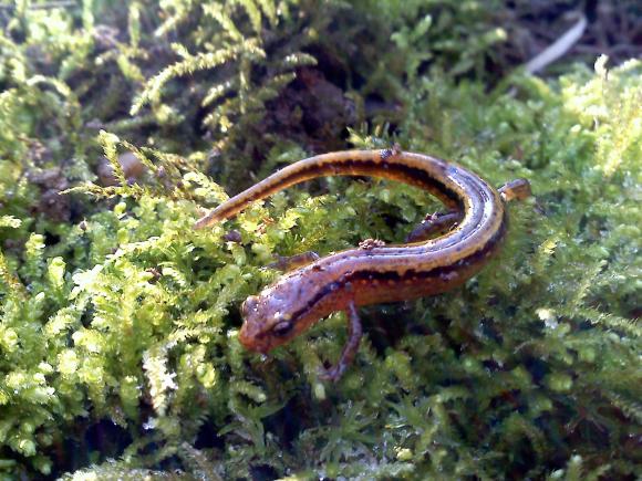 Southern Two-lined Salamander (Eurycea cirrigera)