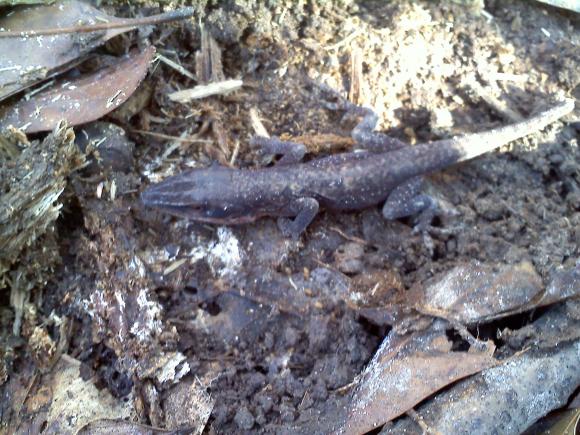 Northern Green Anole (Anolis carolinensis carolinensis)