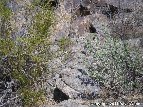 Western Side-blotched Lizard (Uta stansburiana elegans)