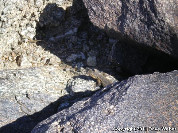 Western Side-blotched Lizard (Uta stansburiana elegans)