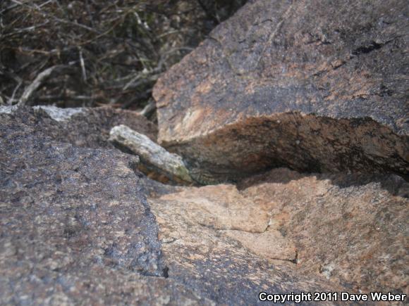 Western Side-blotched Lizard (Uta stansburiana elegans)