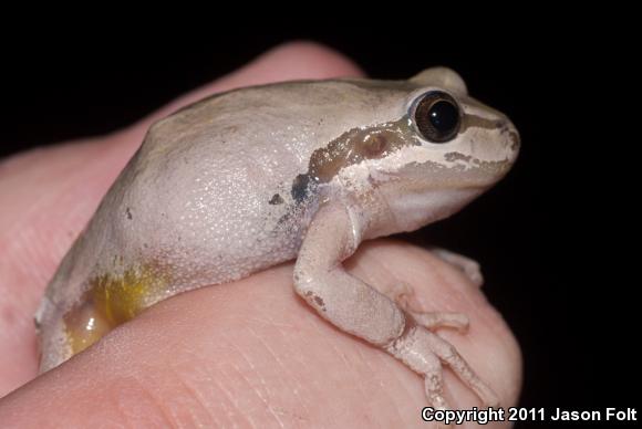 Baja California Treefrog (Pseudacris hypochondriaca)