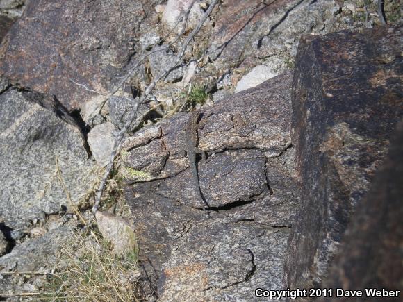 Western Side-blotched Lizard (Uta stansburiana elegans)