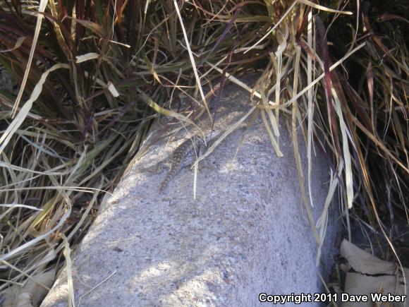 Desert Spiny Lizard (Sceloporus magister)