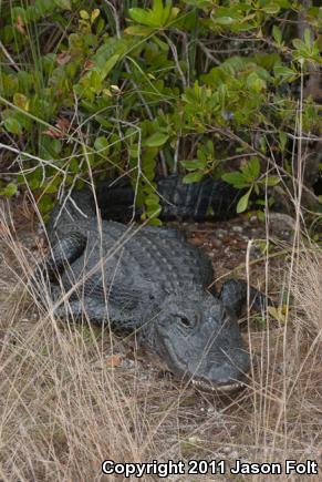 American Alligator (Alligator mississippiensis)