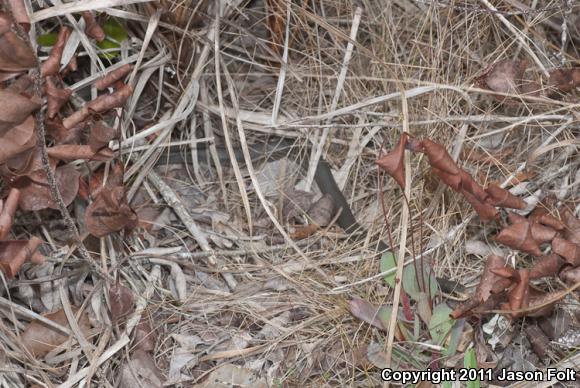 Everglades Racer (Coluber constrictor paludicola)