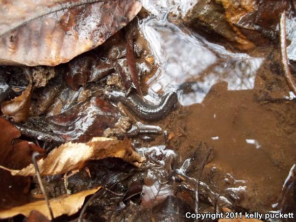 Northern Dusky Salamander (Desmognathus fuscus)