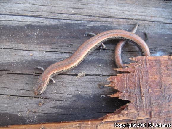 Gabilan Mountains Slender Salamander (Batrachoseps gavilanensis)