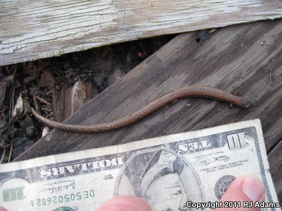 Gabilan Mountains Slender Salamander (Batrachoseps gavilanensis)